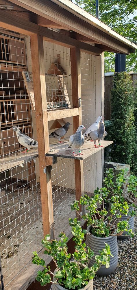 Pigeon Aviary Outdoor, Pigeon Coop Ideas, Pigeon Enclosure, Pigeon House Ideas, Pigeon Aviary, Poultry Farm Buildings, Pigeon Coop, Racing Pigeon Lofts, Pigeon Loft Design