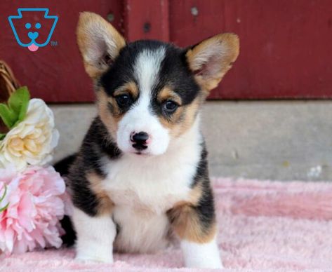 Lila | Pembroke Welsh Corgi Puppy For Sale | Keystone Puppies Corgi Puppies For Sale, Pembroke Welsh Corgi Puppies, Puppy Find, Puppies Tips, Welsh Corgi Puppies, Hypoallergenic Dogs, Corgi Puppy, Lap Dogs, Dogs For Sale