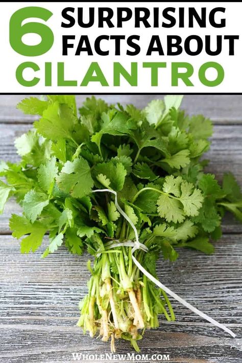 Cilantro Tincture Recipe, Cilantro Tincture Benefits, Cilantro Water Benefits, Cooking With Cilantro, How To Dry Cilantro, Dried Cilantro Uses, Health Benefits Of Cilantro, Cilantro Tea Benefits, Things To Make With Cilantro