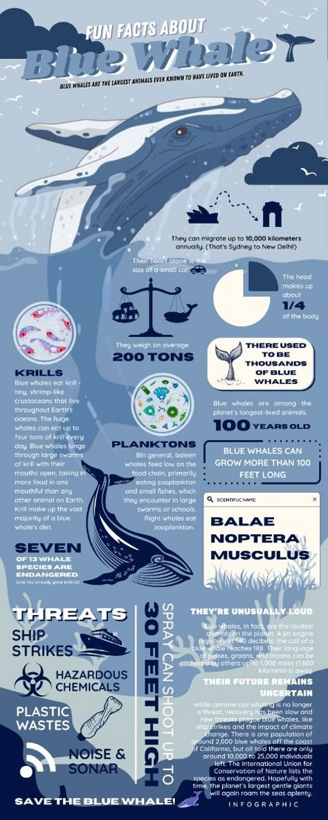 Infographic whale-themed design layout #infographic #graphicdesign ⚠️ DO NOT REPOST w/o permission Sea Level Rise Infographic, Ecology Infographic Design, Editorial Infographic Design, Informational Infographic Design, Infographic Design Science, How To Infographic, Graphic Design Posters Layout Infographics, Informational Poster Design Layout Ideas, Whale Infographic