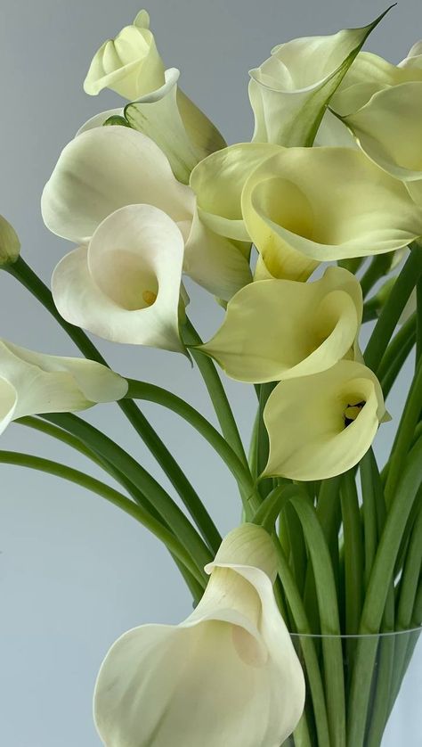 Calla Lillies Bouquet Aesthetic, Callas Lily, Calla Lillies Bouquet, Spring Baby, Lily Flower, Calla Lily, Bouquets, Beautiful Flowers, Lily