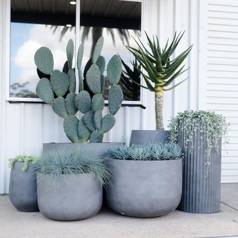 Lomandra Tanika, Dichondra Silver Falls, Agave Blue Glow, Indoor Plants Styling, Succulent Landscape Design, Low Water Gardening, Balcony Planters, Modern Backyard Landscaping, Pool Landscape Design