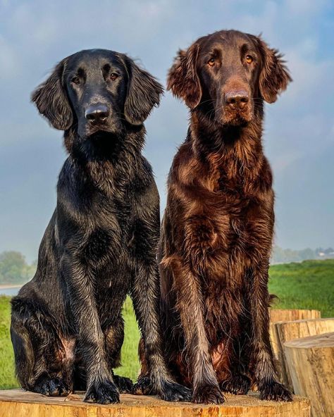 Flat Coat Retrievers, Flat Coated Retriever Puppy, Flat Coat Retriever, Every Dog Breed, Flat Coated Retriever, Raining Cats And Dogs, Terrier Puppy, Dog Rules, Water Dog