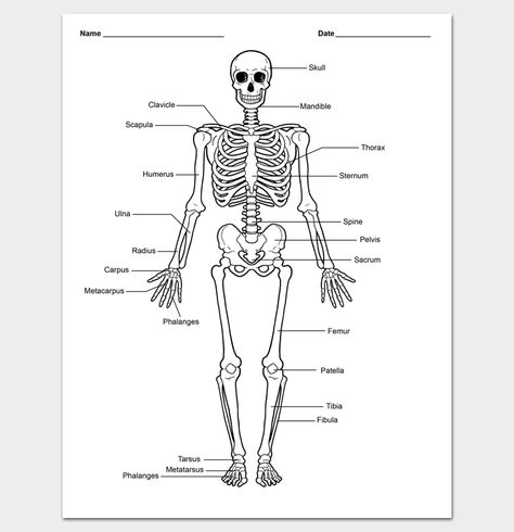 Skeleton Body Outline Template Skeleton System Project, Human Body Outline Printable, Skeleton Body Parts Name, Skeleton Body Parts, Skeleton Drawing Easy, Skeleton Outline, Skeletal System Project, Axial Skeleton Anatomy Worksheet, Skeleton Labeled