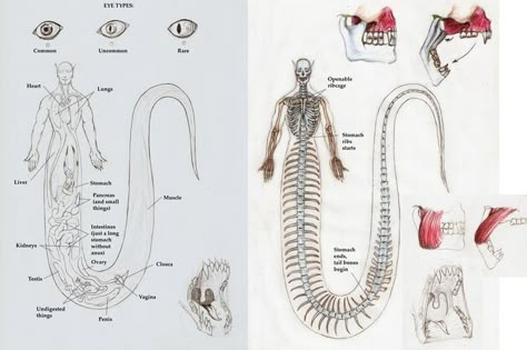 Half Snake Half Human Anatomy, Lamia Anatomy, Naga Male Snake X Human, Monster Anatomy Reference, Naga Male Snake, Naga Anatomy, Male Lamia, Naga Male, Naga Oc