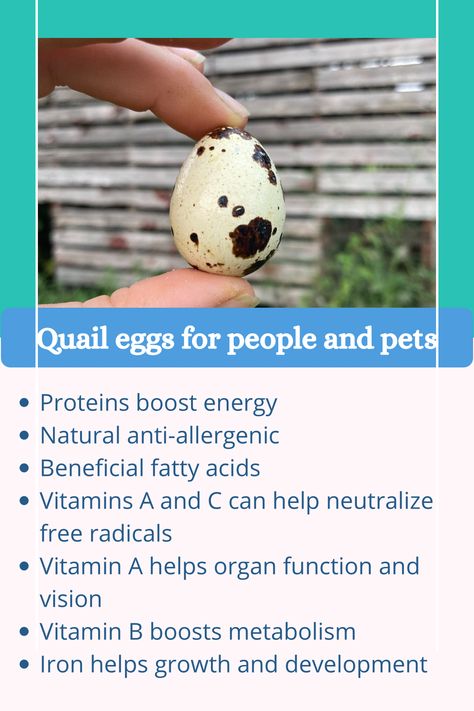 Quail Eggs Benefits, Benefits Of Quail Eggs, Cat Vitamins, Health Benefits Of Eggs, Dog Life Hacks, Cat Life Hacks, Egg Benefits, Raising Quail, Liver Diet