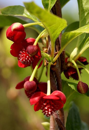 Magnolia vine (Schisandra rubriflora) Chinese Magnolia, Red Cup, Unusual Plants, Unusual Flowers, Rare Flowers, Unique Flowers, Exotic Plants, Chinese Medicine, All Flowers