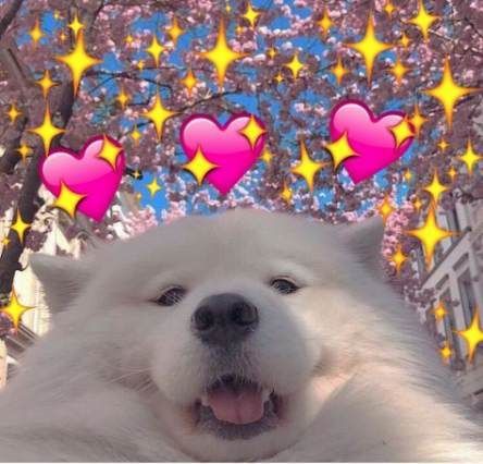 Alvg es tan tierno #uwu #cute #funny #dog #perritos #help Heart Meme, Cute Love Memes, Cartoon Memes, Cute Memes, Wholesome Memes, Love Memes, Heart Love, Dog Memes, 귀여운 동물