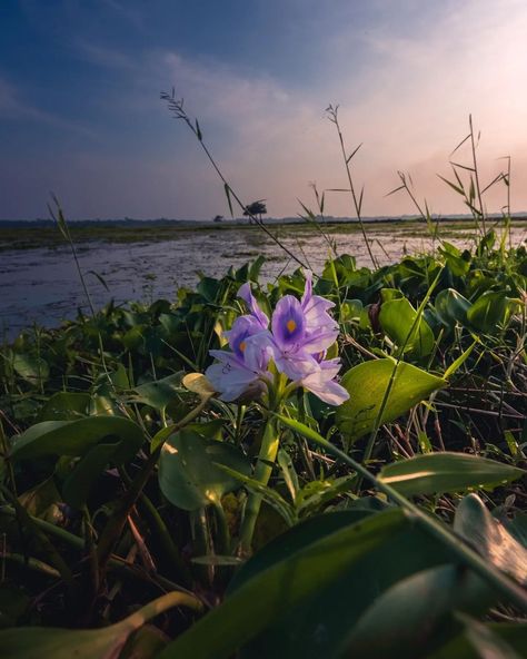 Kim Seokjin Birthday, Lake Tanganyika, Grape Hyacinth, Flowers Images, Water Aesthetic, Beautiful Flowers Images, Water Hyacinth, Flower Plant, Nature Aesthetic