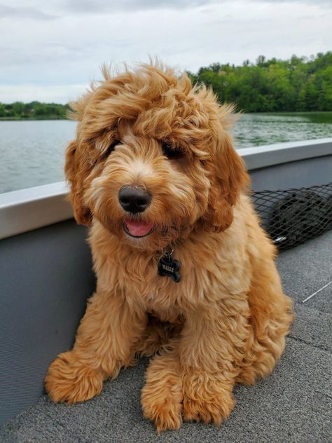 Mini Goldendoodle, F1b & F1bb | Golden Point Puppies Mini Goldendoodle Full Grown, Full Grown Mini Goldendoodle, F2 Mini Goldendoodle, Labradoodle Mini, English Goldendoodle, F1 Mini Goldendoodle, Goldendoodles For Sale, Mini Goodlendoodle, F1bb Goldendoodle Mini