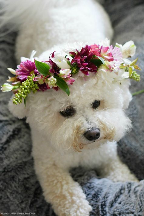 Diy Flower Crown Headband, Dog Flower Crown, Make A Flower Crown, Net Flowers, Daisy Crown, Hobbit Party, Doggy Daycare, Diy Flower Crown, Ab Fab