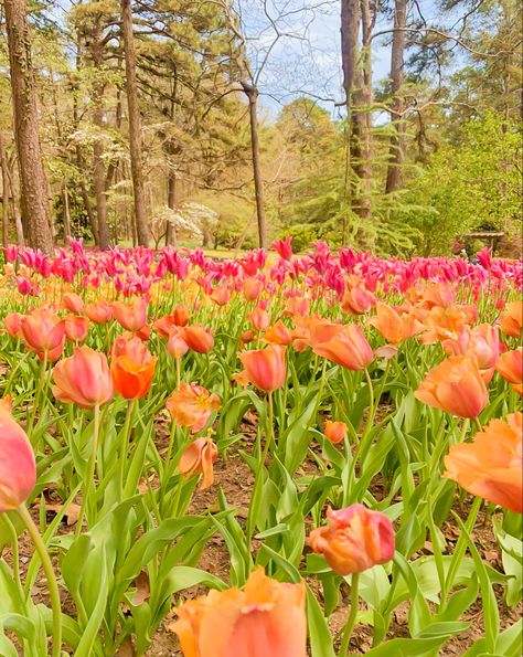 Pink and orange tulips Pink Orange Green Aesthetic, Pink And Orange Tulips, Pink Homescreen, Beachy Aesthetic, Meadow Garden, Orange Tulips, Rosé Aesthetic, Tulip Fields, Spring Wallpaper