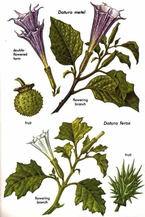 Psychoactive Plants, Poison Garden, Gardening Journal, Poisonous Plants, Common Names, Scientific Illustration, Moon Flower, Botanical Drawings, The Common