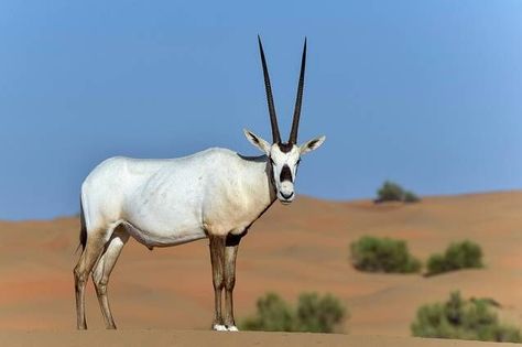 Arabian oryx It is strange to think of a large mammal capable of living in intensely hot desert conditions, but the Arabian oryx shows us how successful they can be. This herbivore has a white coat to reflect the sunlight of the day, while its dark legs help absorb heat during cold desert mornings. | Photo: Max Earey /Shutterstock Animals With Antlers, Arabian Oryx, Animals With Horns, Desert Animals, National Animal, Fennec Fox, Wildlife Park, African Wildlife, Animal Skulls