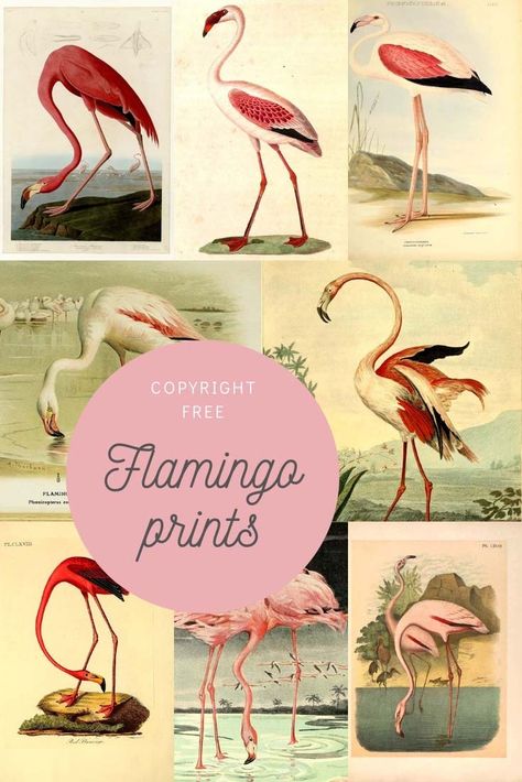 A fabulous flamboyant collection of flamingo art prints to download. All copyright free for you home or crafts. #flamingo #flamingos Free Flamingo Printables, Victorian Remodel, Public Domain Art, Bahamas House, Pictures To Print, Flamingo Artwork, Audubon Prints, Flamingo Pictures, Vintage Flamingo