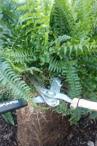 Potted Ferns, Ferns Garden, Inside Plants, Fern Plant, Garden Containers, Garden Yard Ideas, Propagating Plants, Shade Plants, Lawn And Garden