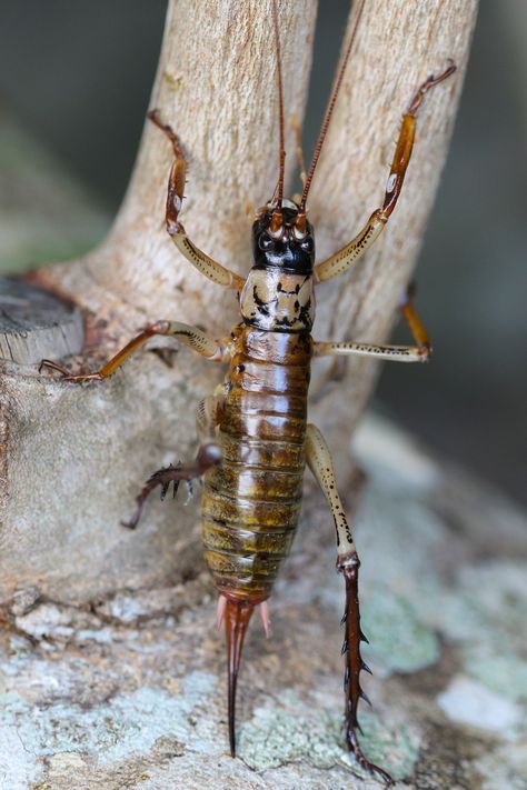 Auckland Tree Weta from Kamo, Whangarei, New Zealand on April 27, 2020 at 03:53 PM by Jason Milich. Found 6 all at one time while tidying up my dauighters Play House · iNaturalist NZ Weta Insect, New Zealand Wildlife, Beautiful Plants, Crustaceans, Arachnids, April 27, Play House, Auckland, Worlds Largest