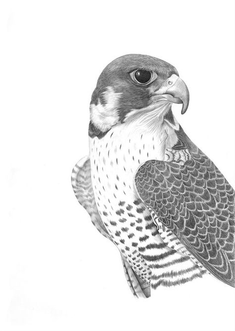 Falcon Drawing, Falcon Tattoo, Falcon Art, Luxury Apartment Building, Illustration Animals, Bird Coloring, Prints Photography, Spirit Animal Art, Drawing Animals