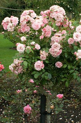 Rosa [Bonica]  Hardy shrubby rose - repeat flowering Purple Fruit, Scale Insects, Orchid Show, Font Face, Plant Health, Flower Border, Colorful Garden, Glass House, Book Gifts