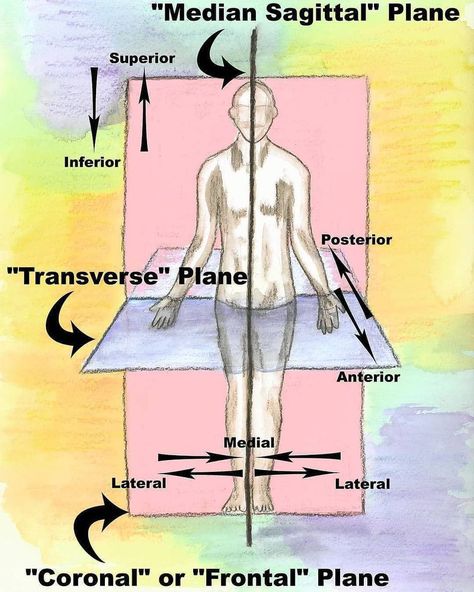 An anatomical plane is a hypothetical plane used to transect the human body, in order to describe the location of structures or the direction of movements...  #anatomical #plane #medschool #medicine Anatomy Planes, Anatomical Planes, Anatomy Terms, Body Planes, Emt Study, Surg Tech, Sagittal Plane, Surgical Tech, Rad Tech