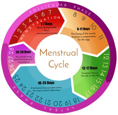 Menstruation Cycle, Ovulation Cycle, Contraception Methods, دورة شهرية, Polycystic Ovarian Syndrome, Menstrual Period, Pregnancy Loss, Birth Control, Pregnancy Tips