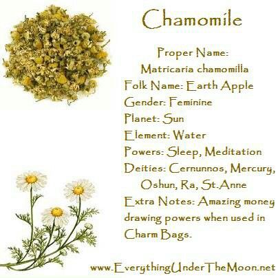 Chamomile. .. Chamomile Correspondences, Chamomile Spiritual Meaning, Chamomile Meaning, Litha Ideas, Charms Witchcraft, Chamomile Recipes, Magical Correspondences, Herb Magic, Magick Herbs