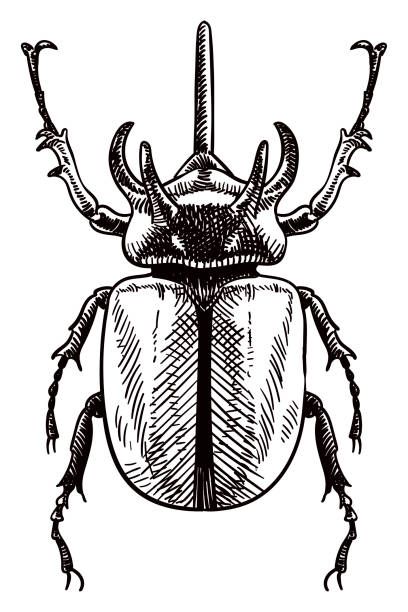 Beetle Drawing, Rhinoceros Beetle, Beetle Illustration, Beetle Insect, Vector Drawing, Old Style, Free Vector Art, Photo Illustration, Royalty Free Images