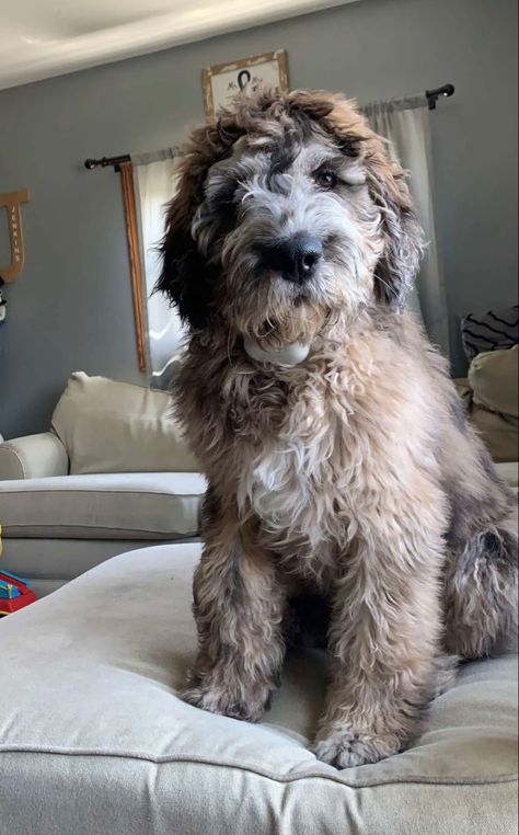 Saint Berdoodle, St Berdoodle, Puppy Aesthetic, Super Cute Dogs, Potty Training Puppy, Cute Creatures, Puppy Training, Goldendoodle, Animals Friends