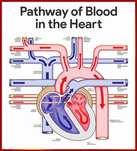 Pathway of Blood in the Heart    Cardiovascular System Anatomy and Physiology Study Guide for Nurses: https://nurseslabs.com/cardiovascular-system-anatomy-physiology/ Cardiovascular System Anatomy, Emt Study, Med Surg Nursing, Medical Student Study, Heart Anatomy, Nursing School Survival, Nursing School Studying, Med Surg, Nursing School Tips