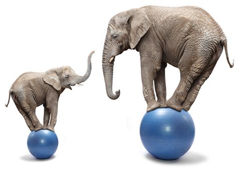 Want to Balance Your Building Budget? Start by Balancing Your Expectations http://www.libertyhomespa.com/poconos-custom-home-blog/want-to-balance-your-building-budget-start-by-balancing-your-expectations Funny Elephant, College Search, Blue Ball, African Elephant, Student Life, Baby Elephant, Circus, Elephant, Things To Sell