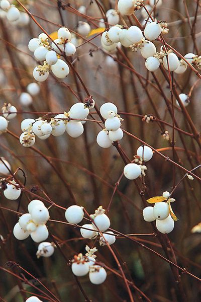 White Snowberry (Symphoricarpos albus) : Prairie Nursery Symphoricarpos Albus, Moon Garden, White Gardens, Autumn Garden, Types Of Soil, Trees And Shrubs, Winter Garden, Native Plants, Horticulture