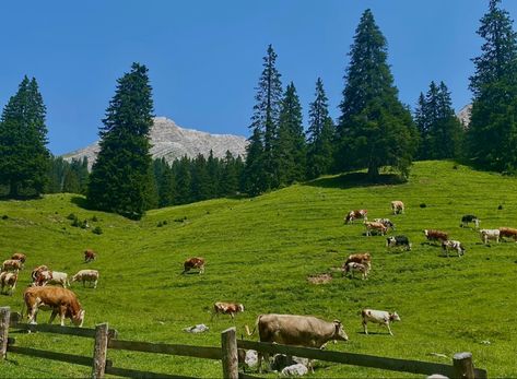 #cows #italy #field Field Of Cows, Cows In A Field, Cow Field, Spot Art, Drawings Inspo, Palette Challenge, Mind Palace, 3d Photo, Summer Work