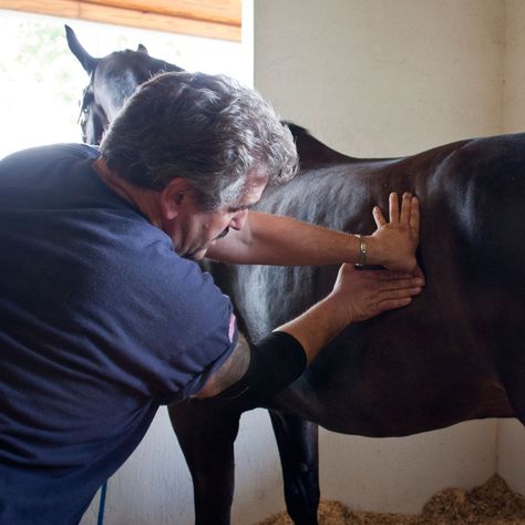 Massage Therapy Pictures, Therapy Pictures, Horse Vet, Equine Massage Therapy, Horse Massage, Equine Massage, Animal Reiki, Diy Horse, Horse Exercises