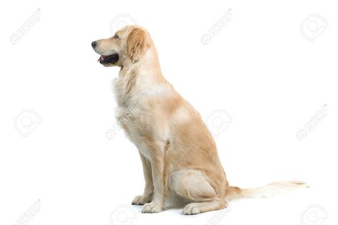 canine anatomy pose Dog Sitting Side View, Dog Side View, Hair Covering Face, Canine Anatomy, Sitting Pictures, Anatomy Pose, Animal Poses, Dog Stock Photo, Dog Waiting