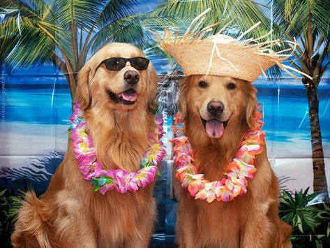 Your dog needs a holiday too!  Find pet friendly vacation rentals at RentalHomes.com  #dogs #pets #petfriendly #vacation #tropical #beach #dogswelcome Aussie Shepherd, Best Dog Breeds, Summer Dog, Golden Retrievers, Canine Companions, Beautiful Dogs, Border Collie, Dog Pictures, Dog Adoption