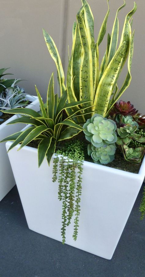 Succulent Plants Indoor, Repot Succulents, Easy Outdoor Projects, Courtyard Plants, Gardening Design Diy, Sansevieria Plant, Porch Plants, نباتات منزلية, Container Garden Design