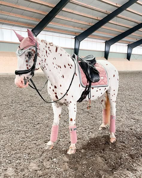 Horse Jokes, Beautiful Horses Photography, Cute Horse Pictures, Horse Fashion, Cute Ponies, Horse Aesthetic, Most Beautiful Horses, Appaloosa Horses, Dressage Horses