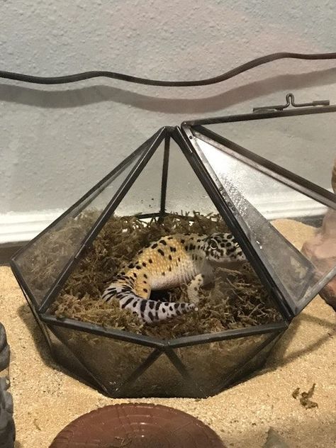 Reptile Hide Ideas, Diy Humid Hide Leopard Geckos, Leopard Gecko Humid Hide, Leopard Geckos Habitat Ideas, Humid Hide For Leopard Gecko, Lepord Gecko Habitat Ideas Aesthetic, Leapord Gecko Habitat, Gecko Habitat Ideas, Gecko Terrarium Ideas