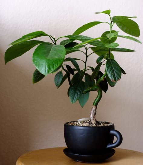 Avocado Bonsai, Indoor Gardening Supplies, Pre Bonsai, Avocado Plant, Avocado Tree, Indoor Bonsai, Plants Are Friends, Bonsai Art, Indoor Gardens