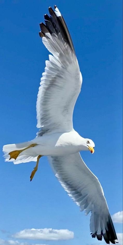 Boat Painting Acrylic, Summertime Photography, Bird Painting Acrylic, Sea Gulls, Bird Paintings On Canvas, Shore Birds, Easy Landscape Paintings, Coastal Birds, Art Painting Tools