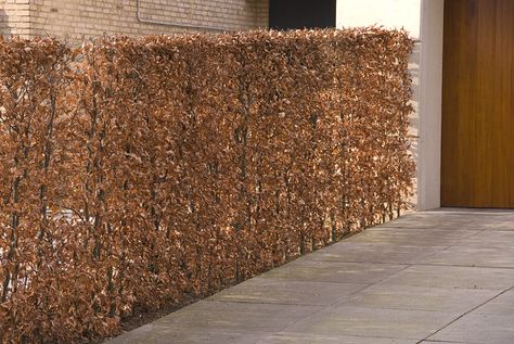 fagus-sylvatica-winter East Facing Garden, Beech Hedge, Hornbeam Hedge, Fagus Sylvatica, Copper Beech, Bell Gardens, Magnolia Gardens, Garden Hedges, Seaside Garden