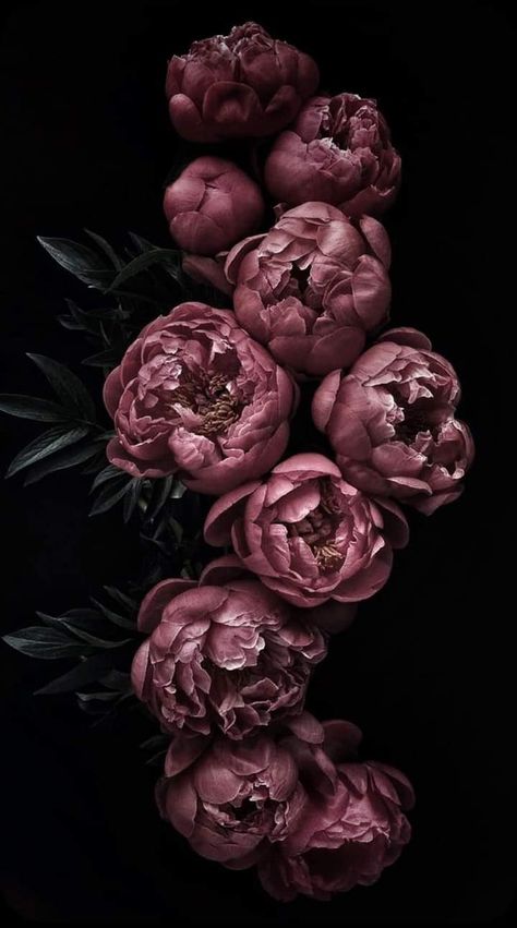 Moody Iphone Aesthetic, Peonies Botanical Illustration, Dark Floral Iphone Wallpaper, Moody Floral Background, Dark Peony Wallpaper, Moody Beauty Aesthetic, Moody Floral Aesthetic, Floral Dark Wallpaper, Peony Wallpaper Iphone