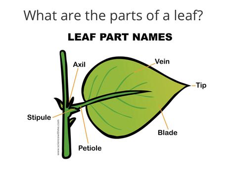 The Leaf Detective Activities, Structure Of A Leaf, Leaf Anatomy, Leaf Parts, Leaf Lessons, Plant Biology, Plant Lessons, Biology Plants, Planting For Kids