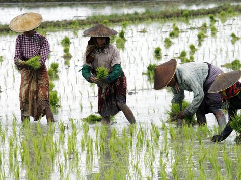 Rice Cultivation, Growing Rice, Rice Farming, Climate Warming, Global Poverty, Dry Rice, Sea Level Rise, Environmental Conservation, Green Pasture