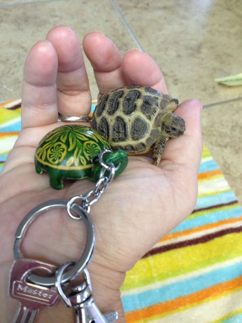 Russian tortoise hatchling - Nugget makes a new friend. Russian Turtle, Tortoise Cage, Russian Tortoise Diet, Kawaii Turtle, Russian Tortoise, Tortoise Care, Baby Tortoise, Galapagos Tortoise, Tortoise Turtle