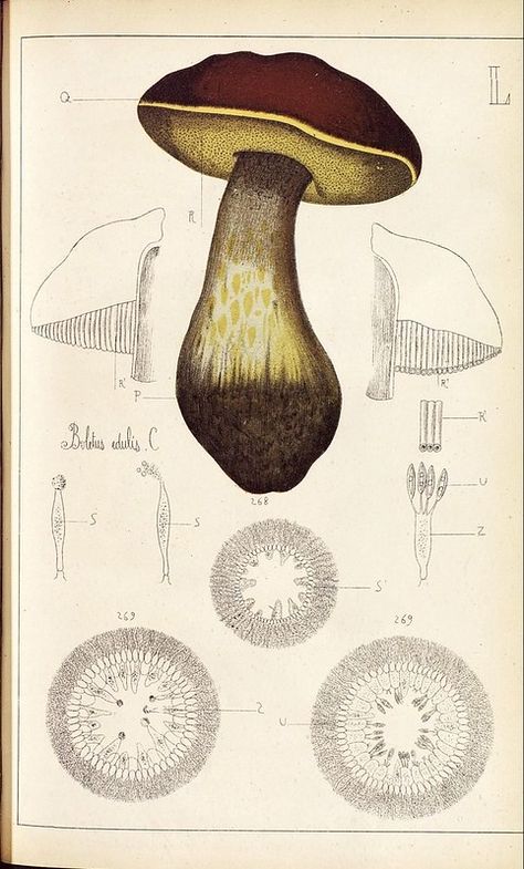 Boletus edulis | bibliodyssey.blogspot.com/2009/11/les-champ… | Flickr Fungi Illustration, Nature Illustrations, Illustration Botanique, Drawing Studies, Mushroom Fungi, Botanical Illustrations, Scientific Illustration, Mushroom Art, Botanical Drawings