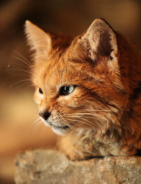 "Arabian Sand Cat" Sand Cats, Unusual Pets, Cuddly Cats, Happy Kitty, Sand Cat, Cat Facts, Kitty Kitty, Ginger Cats, Domestic Cat