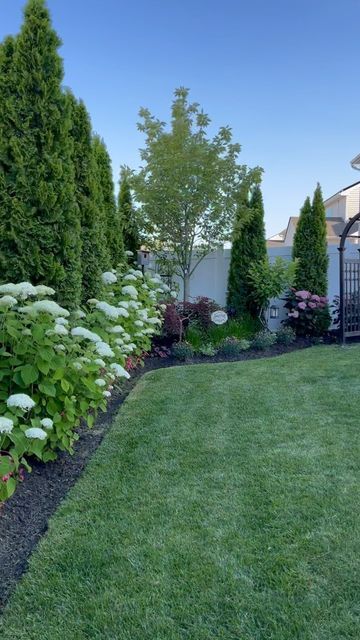 Putra Bonaccorsi on Instagram: "A quick #throwback look at the hedge of the Incrediball Hydrangeas throughout this last growing season. I planted this hedge of smooth (Arborescens) hydrangeas in the fall of 2019. They were in a 1-gallon nursery pot when I planted them and they’ve put great growth over the past few years. Also, If you’re thinking about planting a bunch of hydrangeas but can’t stomach the high cost, I highly recommend getting them in a smaller size. They might not look big or f Thuja And Hydrangea, Cedar Hedge With Hydrangea, Hydrangea Lined Fence, Juniper And Hydrangea, Nc Backyard Landscaping, Hydrangea And Arborvitae, Hydrangea Privacy Hedge, Hydrangea Hedge Fence, Hydrangea Hedge Front Yards