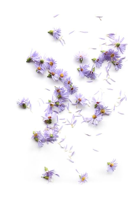 Lavender Still Life Photography, Lavender Petals, Spring Pastels, Flat Lay Photography, Purple Aesthetic, Spring Colors, Flowers And Leaves, Purple Flowers, Flower Power