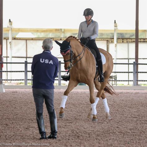 Horse Riding Fitness, Riding Instructor, Horse Riding Instructor, Horse Trotting With Rider, Charlotte Dujardin, Liberty Horse Training Natural Horsemanship, Hanoverian, Star Stable, Horse Training